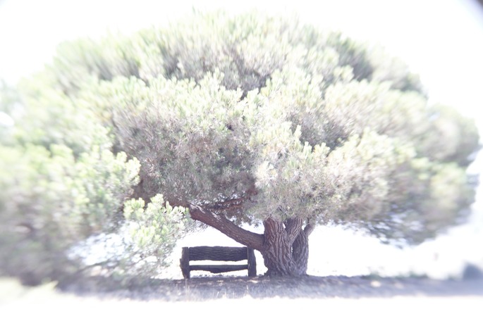 _X8S0691
