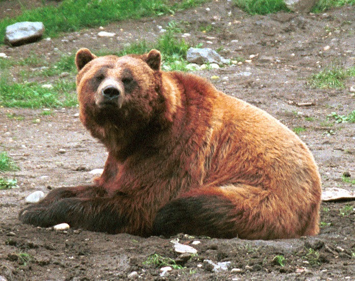 Bear