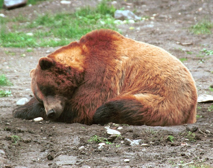 Bear Sleeping