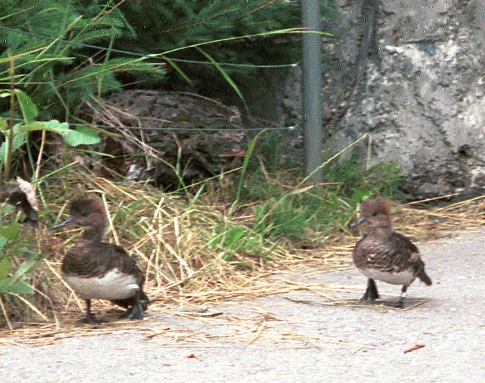 Little Ducks