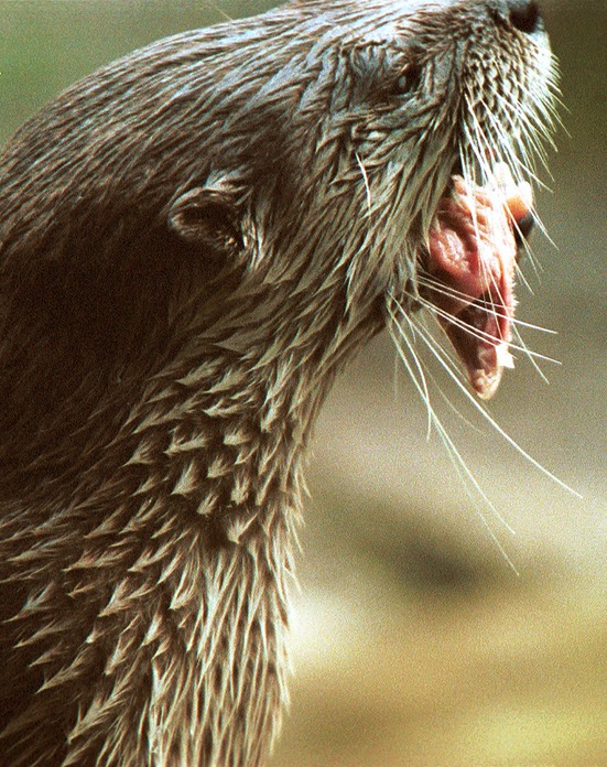 meat eater