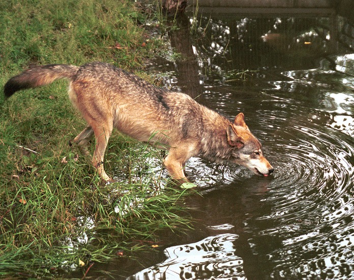 WaterWolf