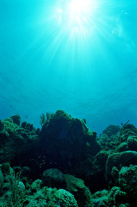 CoralheadRays