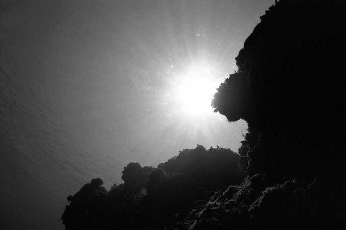 SunBurstCoral