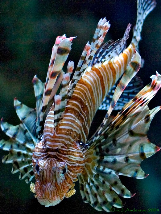 DivingLion