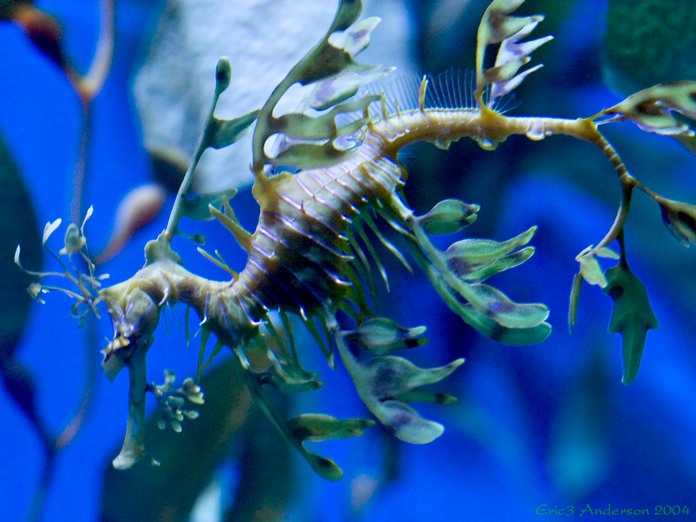 LeafyDragonDiving