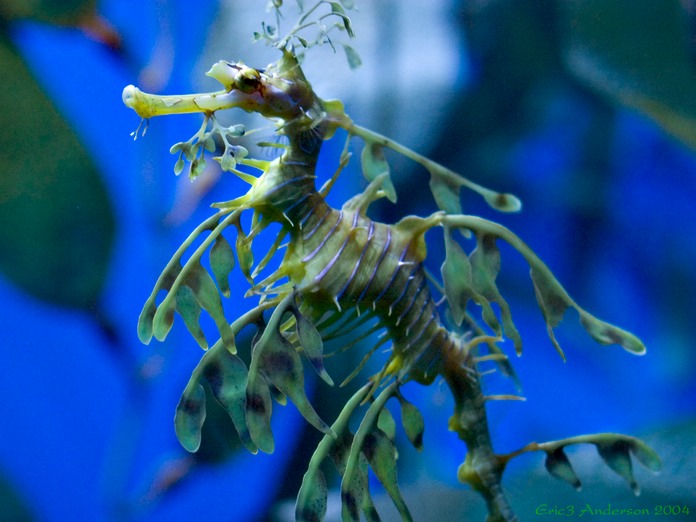 LeafyDragonHead