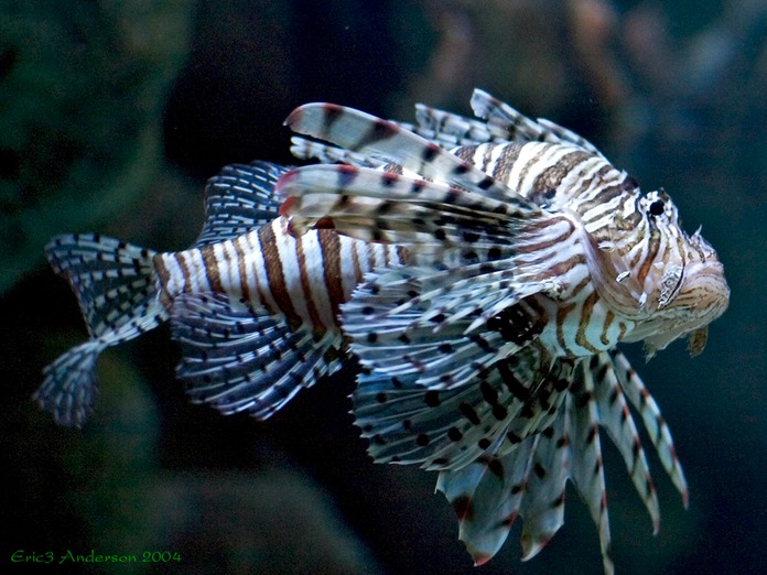 LionFish
