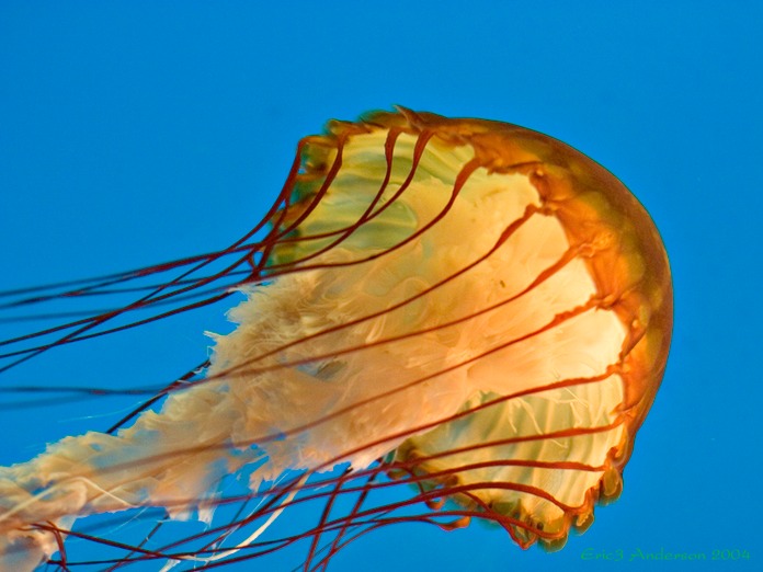 OrangeJelly