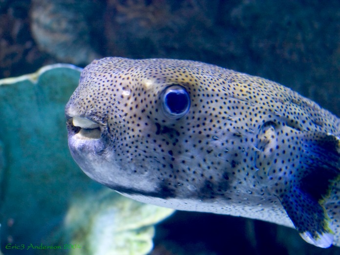PufferDude