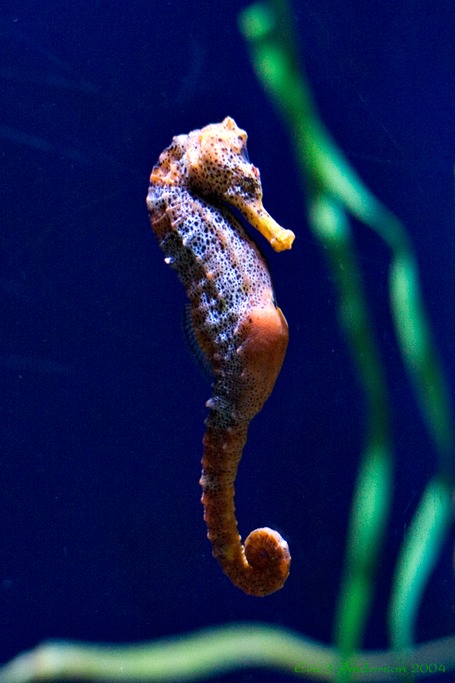 Seahorse