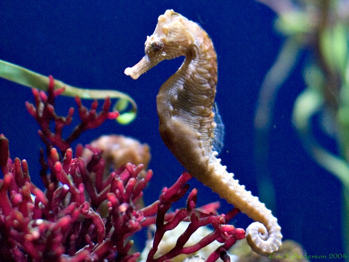SeahorseCoral