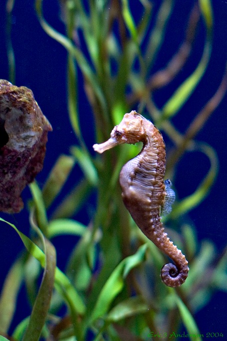 SeahorseRock
