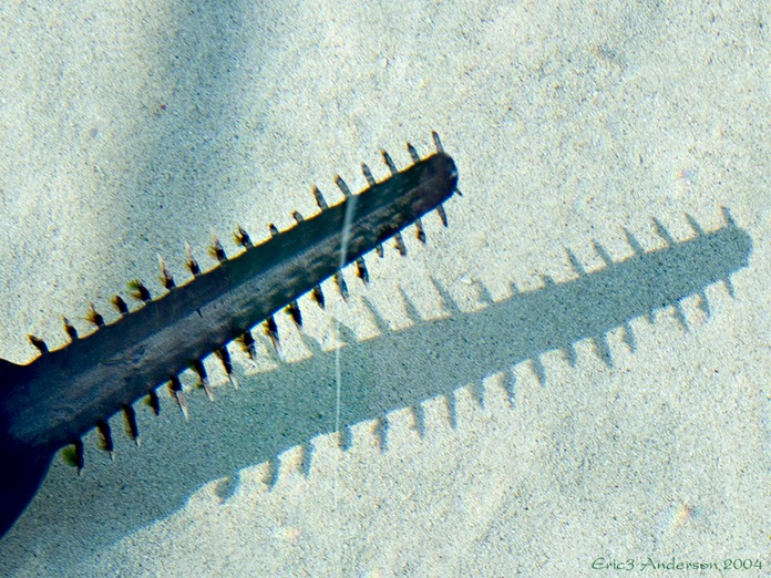 SwordHead