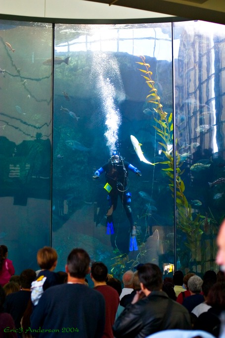 TankDiver