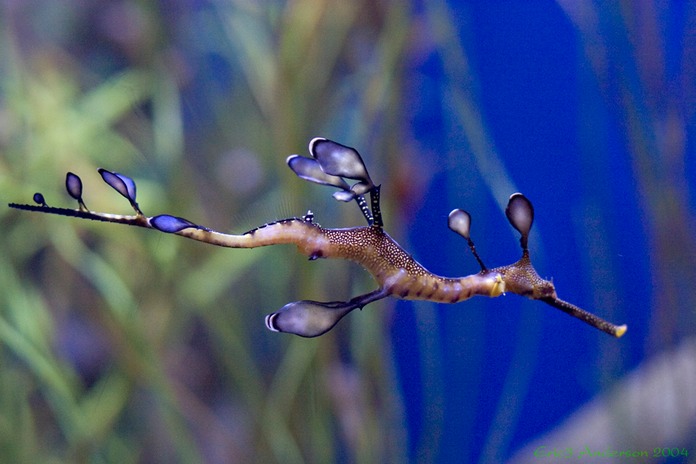 WeedySeadragon