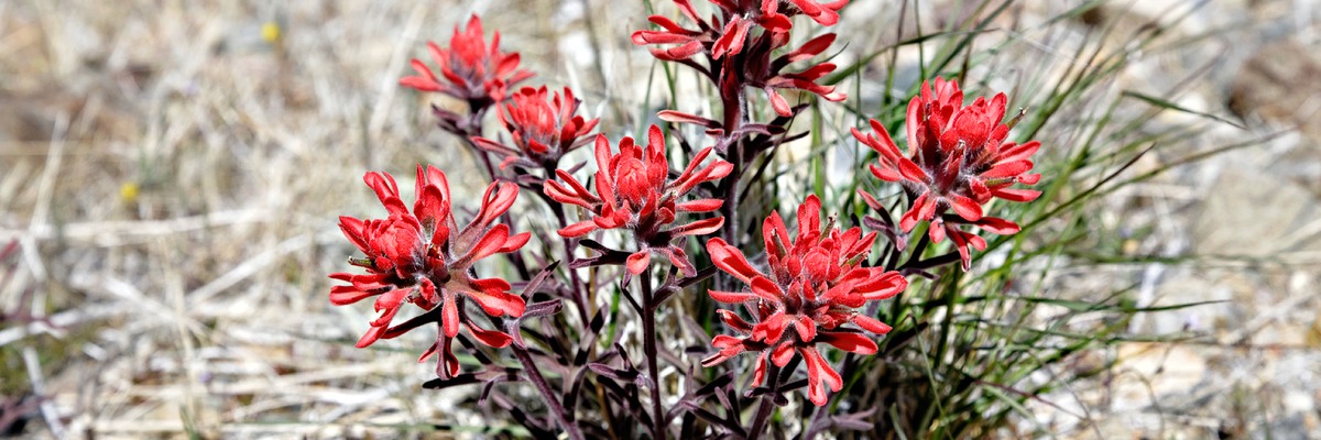 _X8S5384_DxO