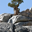 Yosemite Road Trip