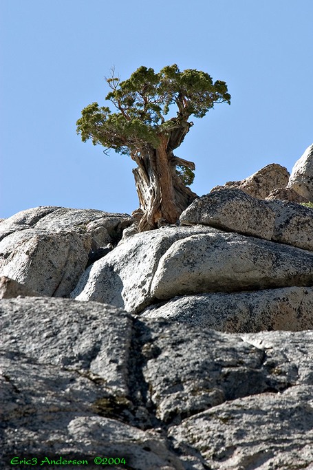 Yosemite Road Trip