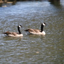 The Birds