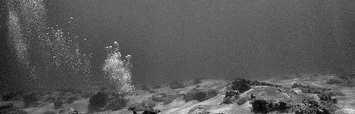 BuddyDivers