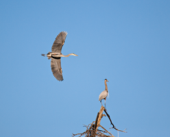 Flyby