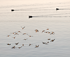 MirrorBirds