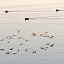 MirrorBirds