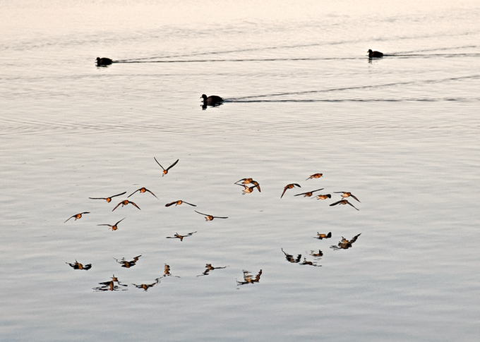 MirrorBirds