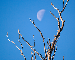 MoonBranch