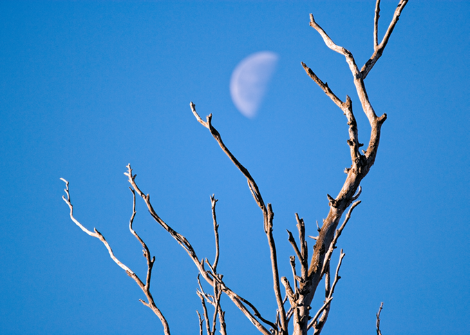 MoonBranch