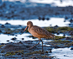 MudBird