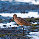 MudBird