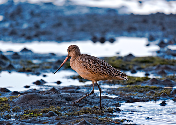 MudBird