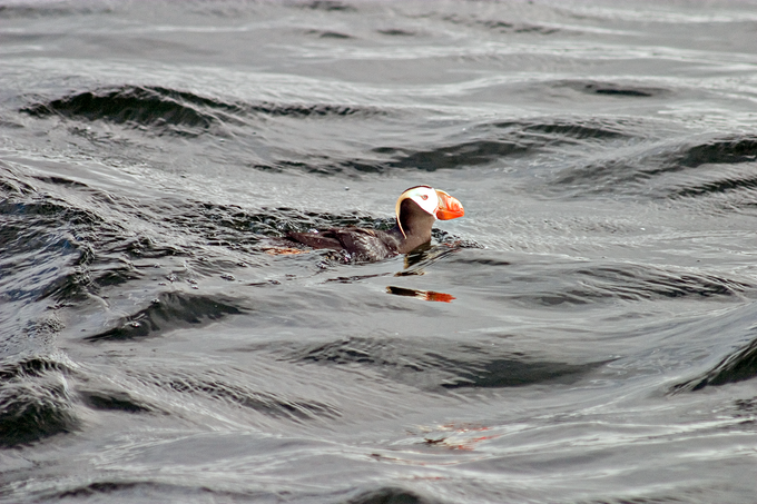 PuffinsMuffins