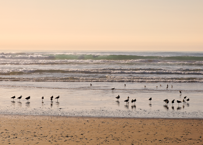 SurfingBirds