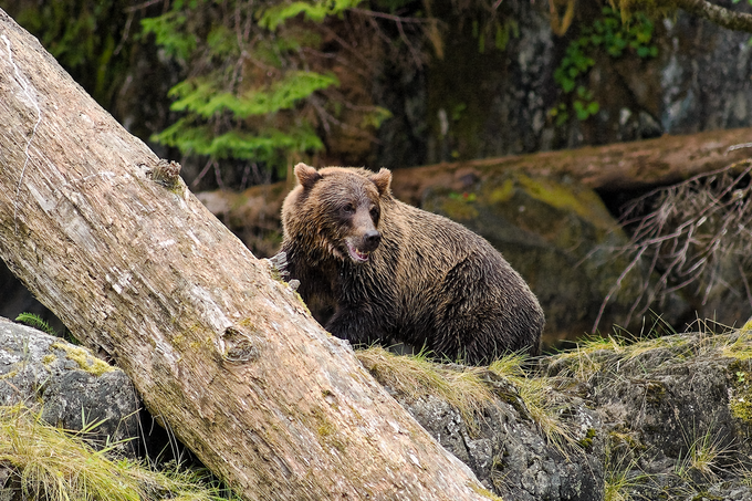 WetBear