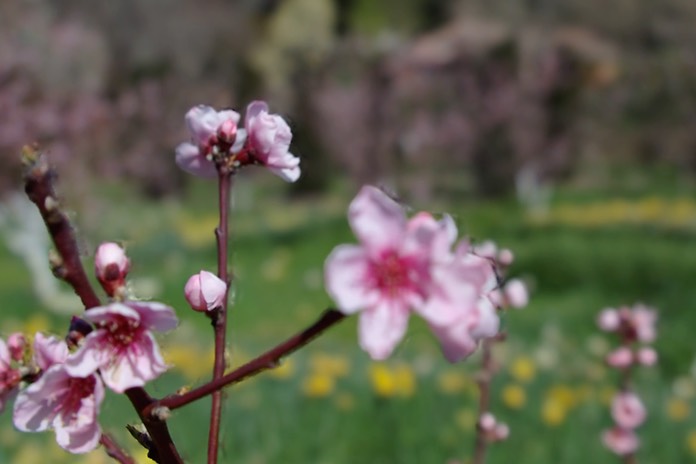 crabapple2