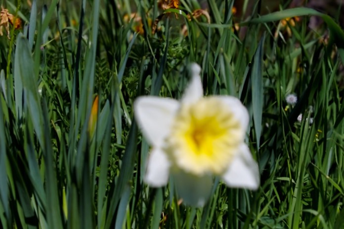 daffy2
