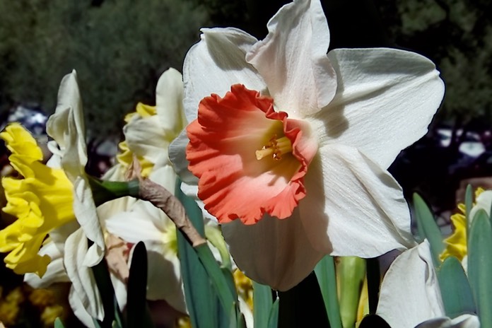 dafydoux
