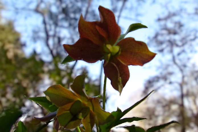 groundorchid2
