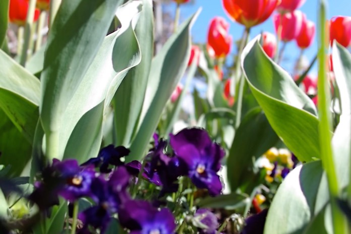 pansies2