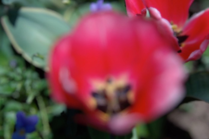 tulip