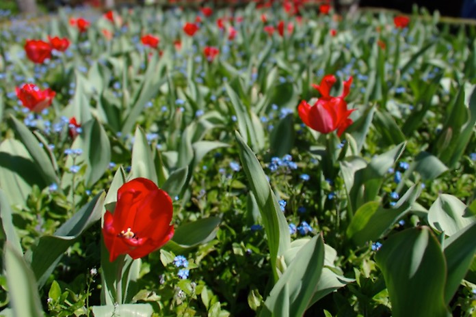 tulips