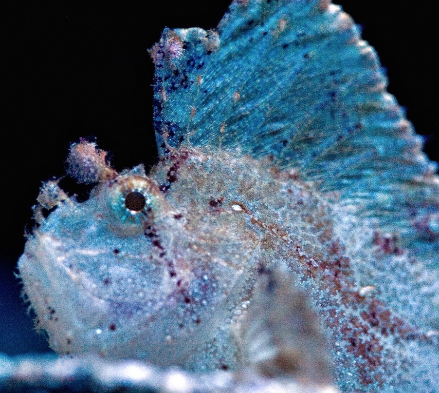 127_2742